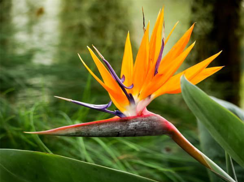 Strelitzia